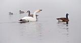 Ducks Geese & Swan In Fog_P1030425